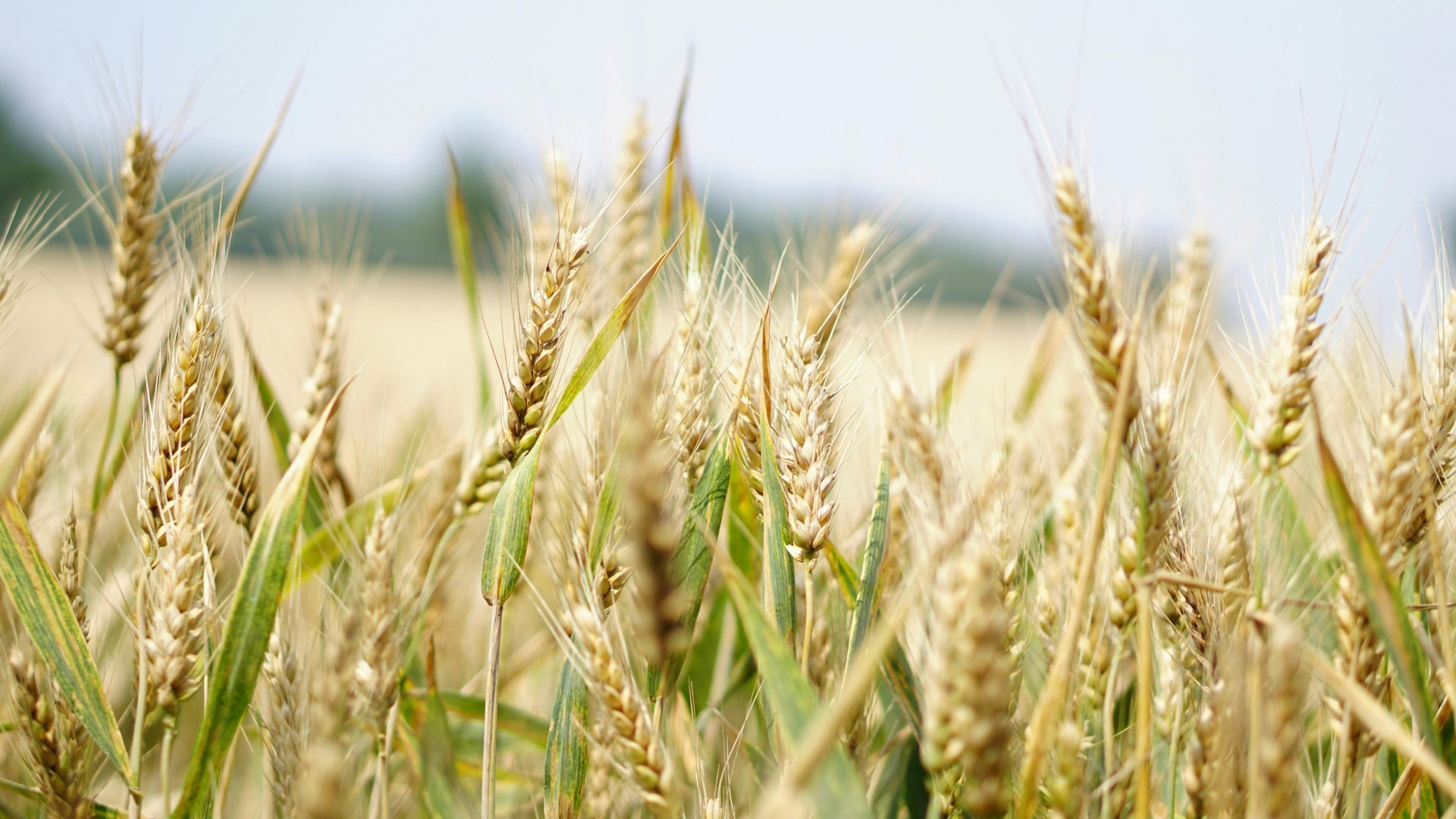 Foundation for the Development of Polish Agriculture