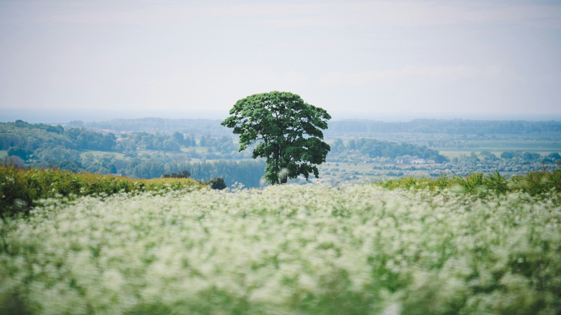 Foundation for the Development of Polish Agriculture