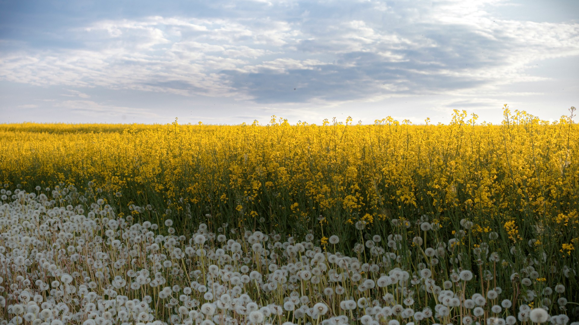 Foundation for the Development of Polish Agriculture