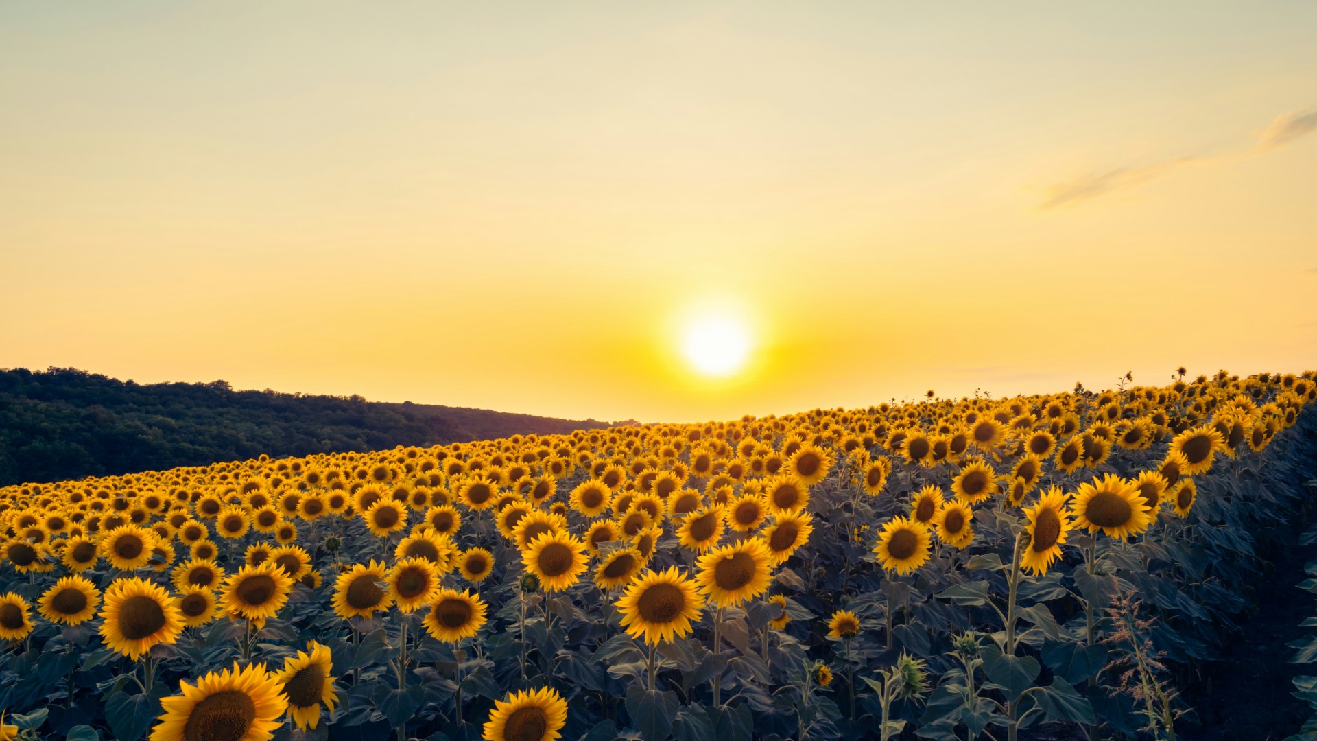 Foundation for the Development of Polish Agriculture